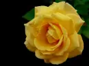Lovely rose