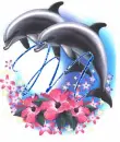 M Dolphin