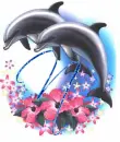 N Dolphin