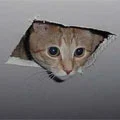 A Cute Kitten in the ceiling