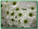 white flowers