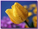 yellow tulip