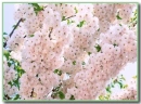cherry blossom