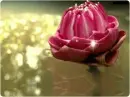 lovely