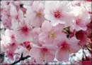 cherry blossom