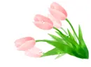 pink tulips