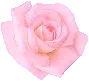 pink rose