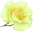 yellow rose
