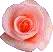 peach rose
