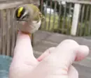 mini birdy~