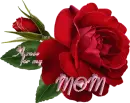 A Rose for My Mom - Single Rose Rainbow