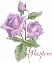 Shaytece