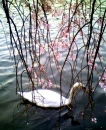 the  swan with the cherry 