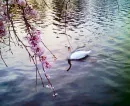 the swan with the cherry 