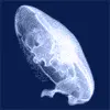 meduza