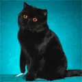 Smoking Cat