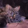 milashka