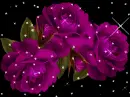 rose-pink