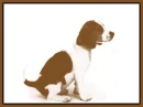 perrito