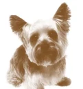 perrito