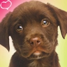 Puppy [â™¥]