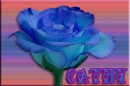Cathy Blue Rose
