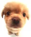 mimi dog