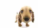 cUtE pUppY