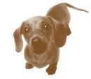 perro