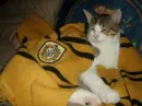Harry Potter Hufflepuff Cat