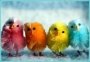 cute chicks