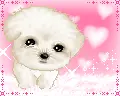 sweet puppy