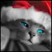 cute kitty