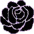 black rose