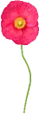 poppy