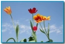 spring flowers