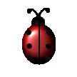 My ladybug