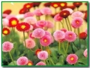 spring flowers