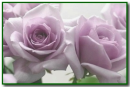 purple roses
