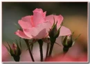 pink roses