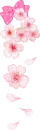 pink cherry blossom