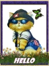 Hello Cat