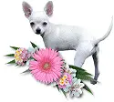 Chi Dog