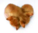 Orange Cats Heart
