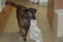 dog carrying towel