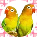 cute kawaii parrot couple