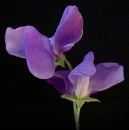 linda rosa
