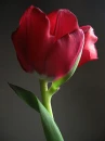 yellow rose