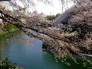 The cherry