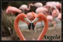 Flamingo's making a heart